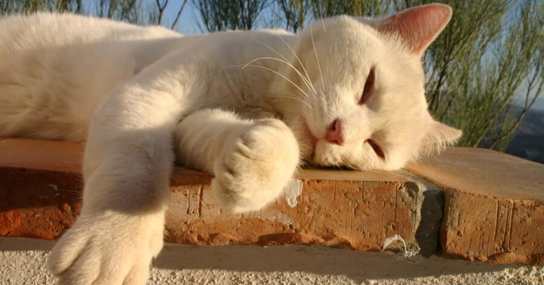 ronquidos gato blanco durmiendo