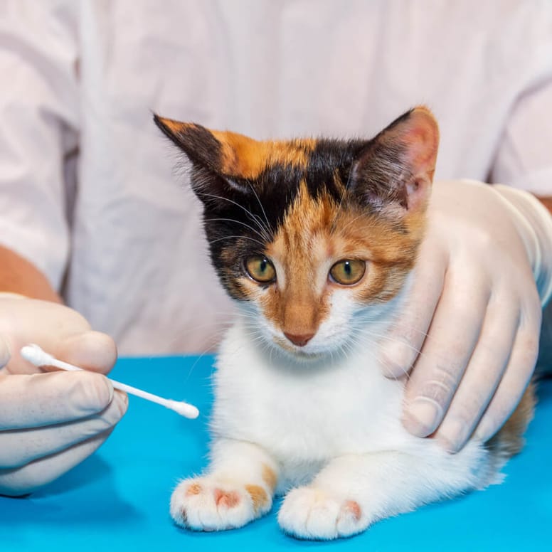 gato tiña veterinario