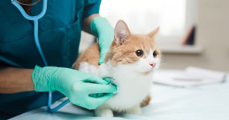 parvovirus en gatos veterinario