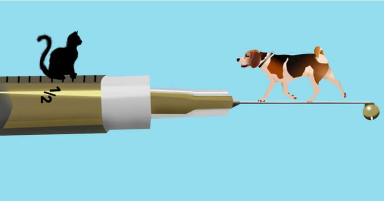 ilustracion beagle con gato