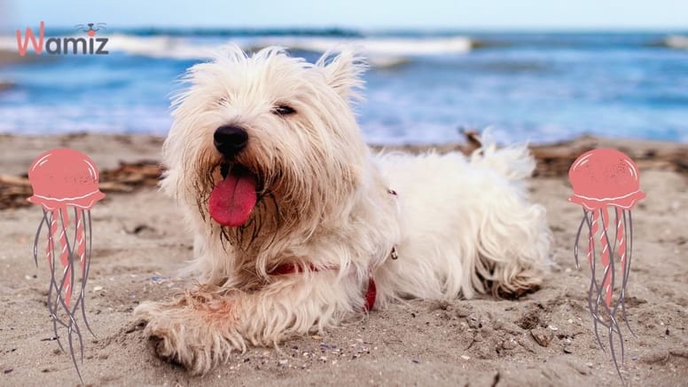 perro playa aguamalas