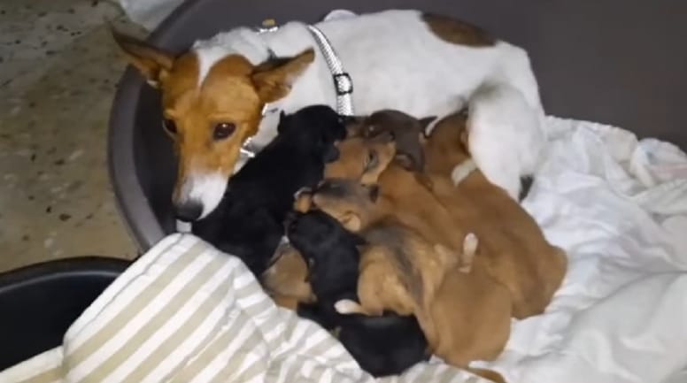 una perrita amamanta a sus cachorros