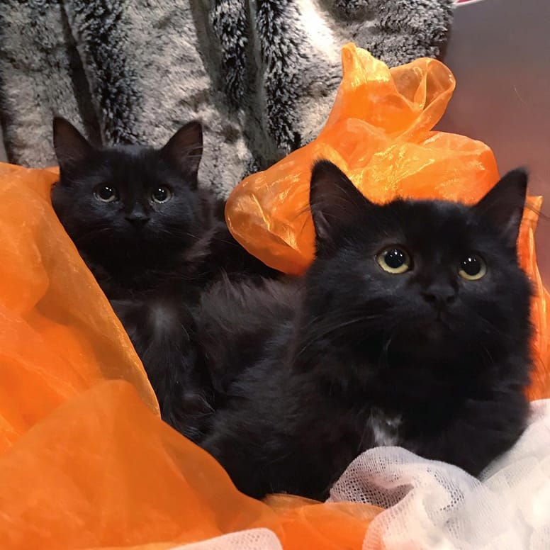 dos gatos negros sobre una tela naranja