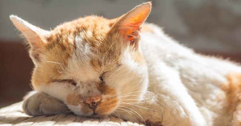 gato anciano naranja durmiendo