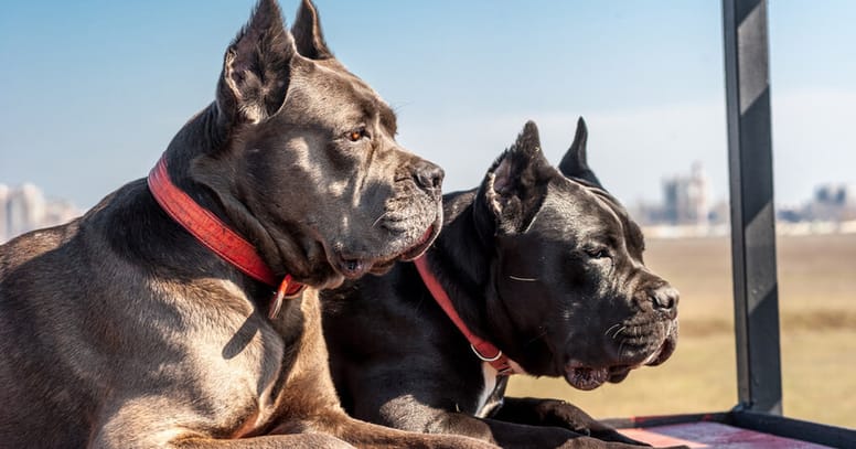 perros considerados como peligrosos mirando al infinito