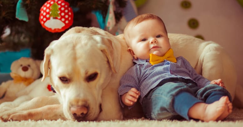 bambino e golden retriever