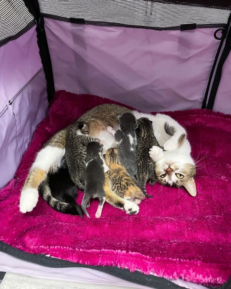 mamma gatta allatta cuccioli