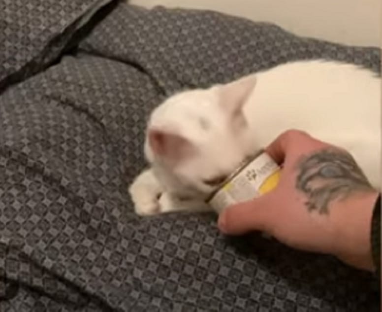 gato blanco lame de una lata de atun