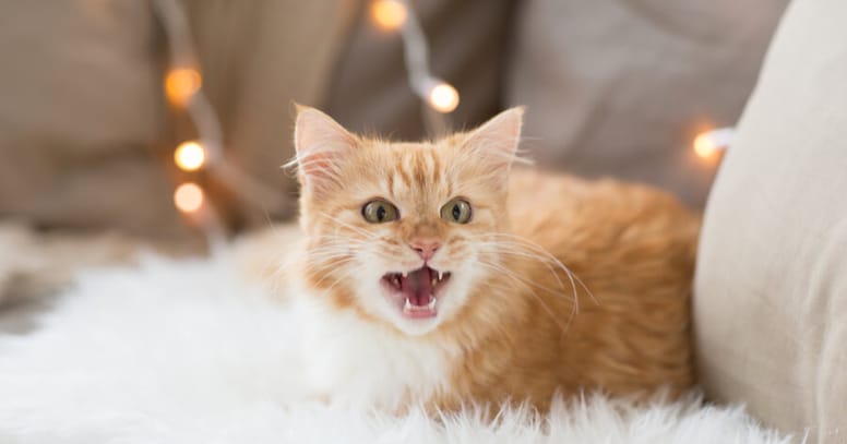 gato amarillo maullando