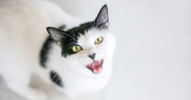 gato maulla porque tiene hambre