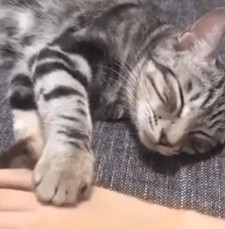 gatos quieren a sus dueños video
