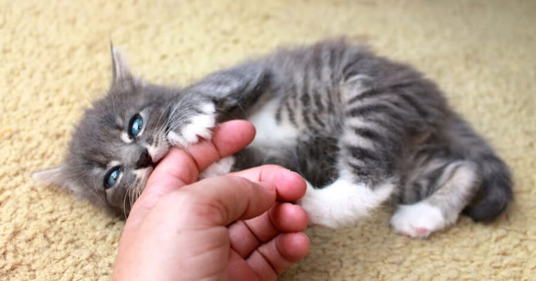 gatito mordiendo humana en la mano