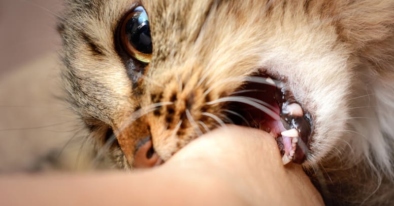gato muerde humano