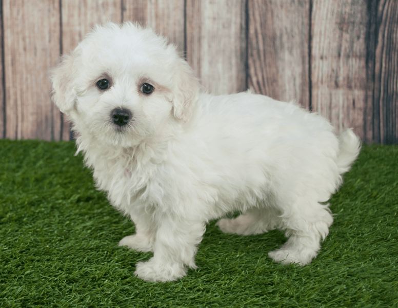 cruce bichon maltés y caniche cachorro