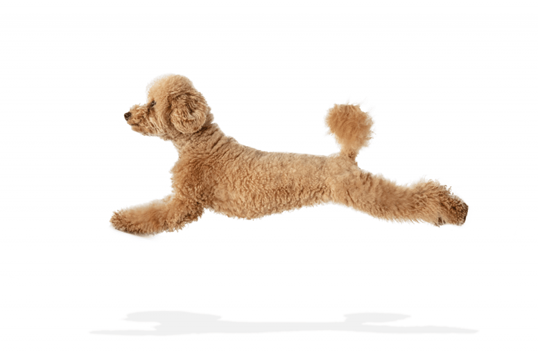 cruce de bichon maltes y caniche marron