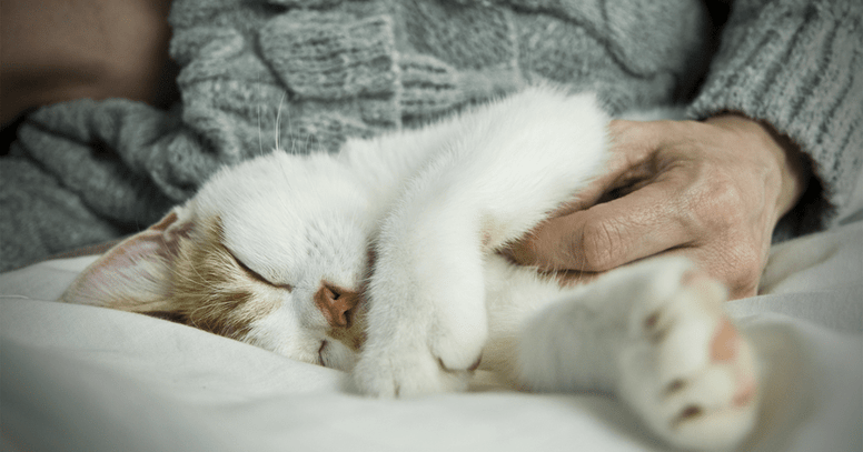 por que mi gato siempre quiere estar conmigo durmiendo cama