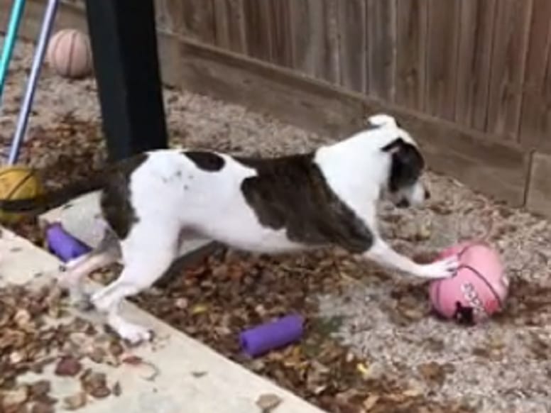 pitbull coge una pelota de basket