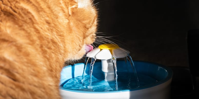 gato bebiendo de una fuente para gatos plastico