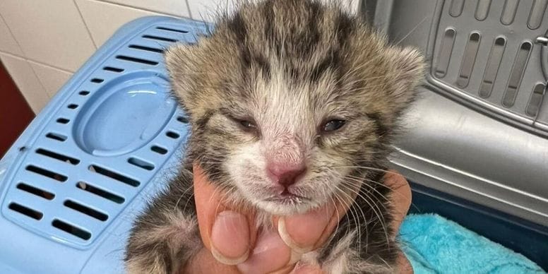 gatito encontrado en la basura