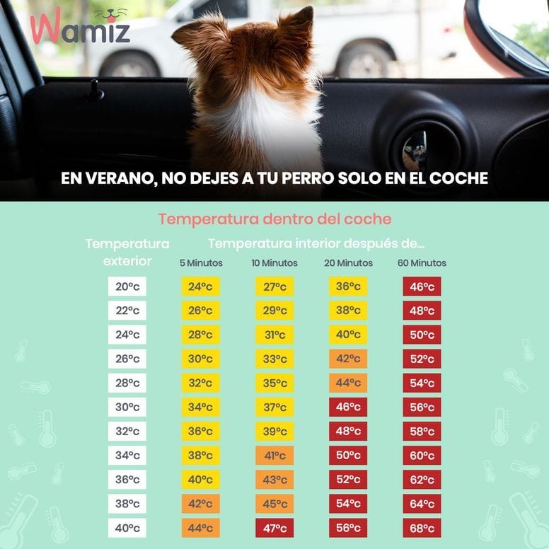 perro encerrado en el coche verano