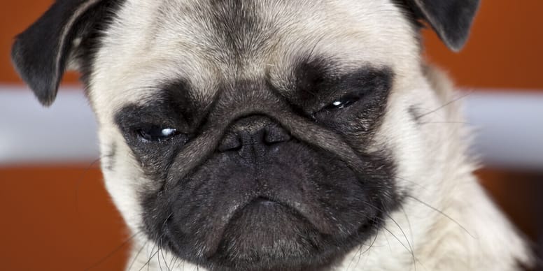 pug con cara de pocos amigos