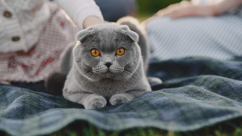 gato gris