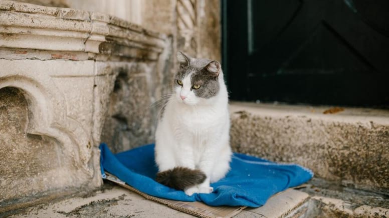 gato viejo