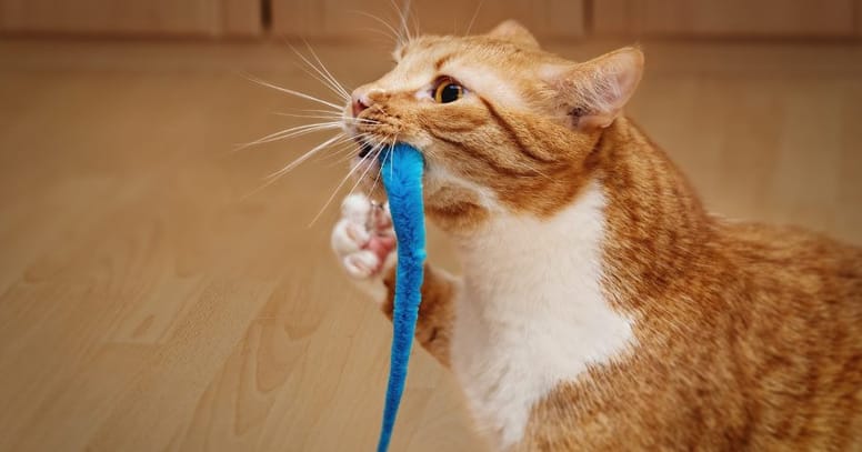 gato atrapa juguete