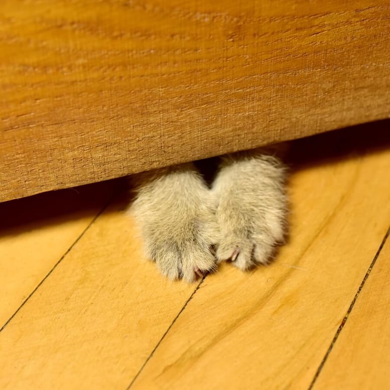 patas de gato en la puerta