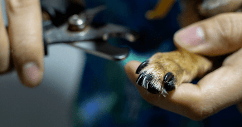 cortar uñas negras perro