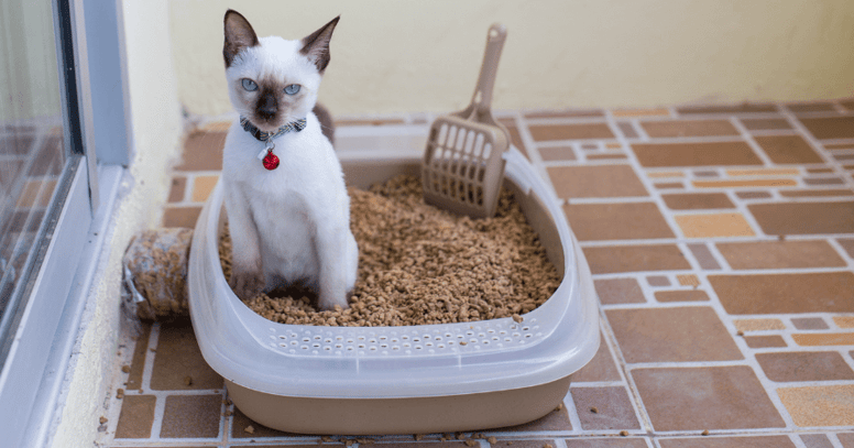gato arena ecologica