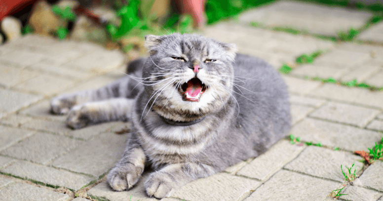 gato estornuda mucho
