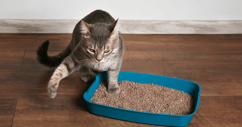 gato como hacer arena