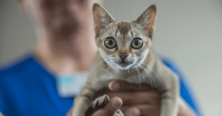 gatos pequeños singapura