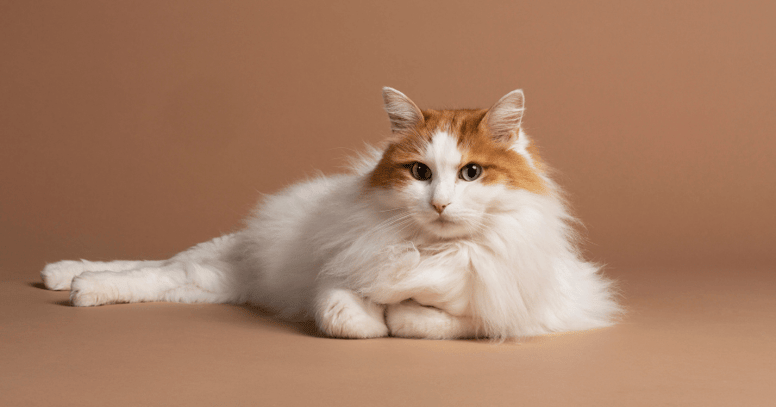 gatos pequeños van turco
