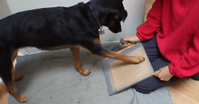 perro uñas lija