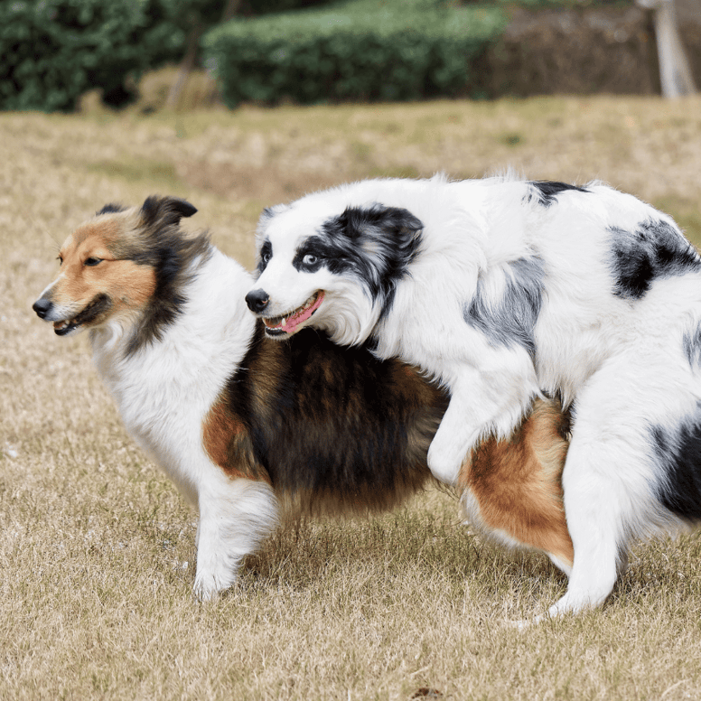 perros gay apareandose