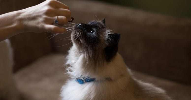 cat eat