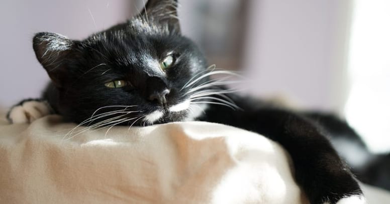 cama