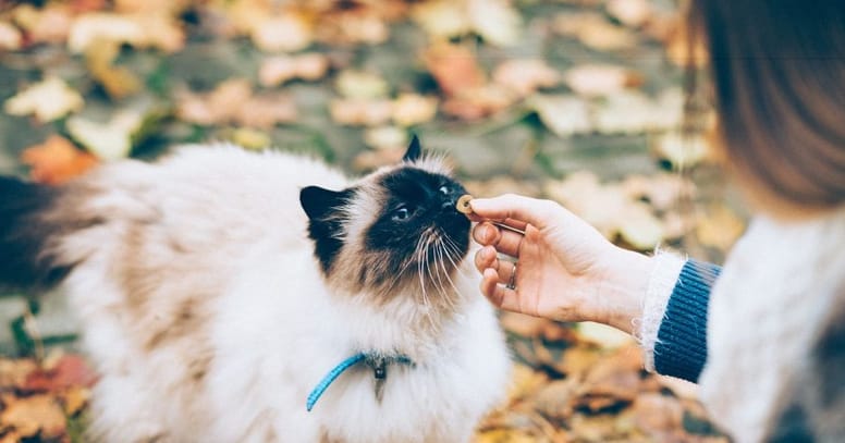 gato come galleta