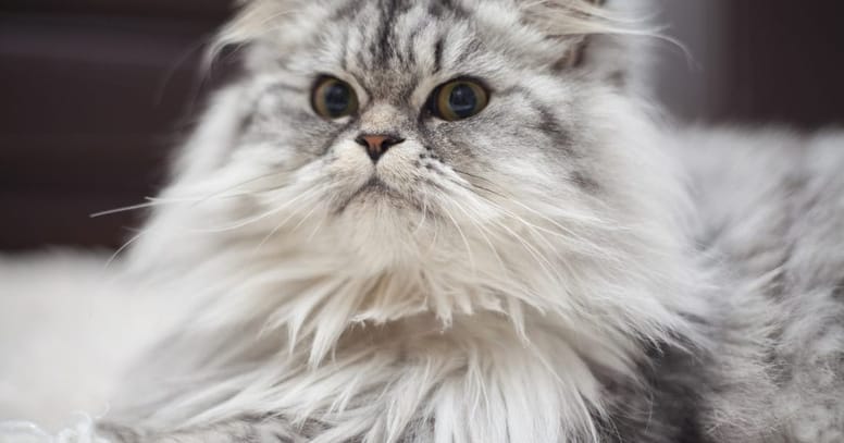 gato peludo