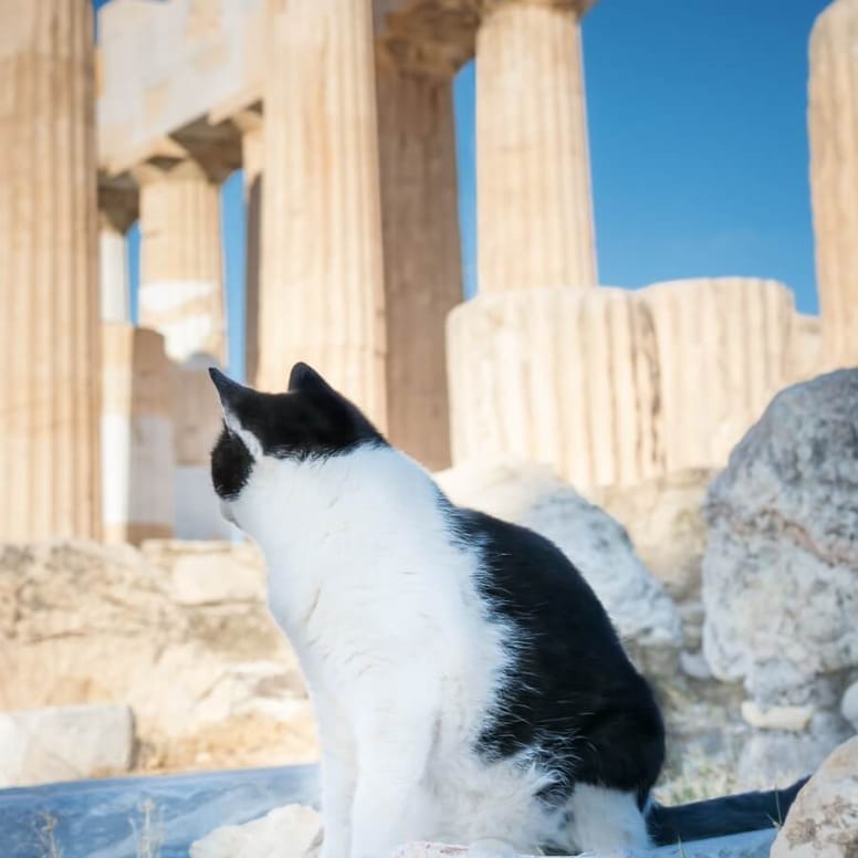 gato en acropolis