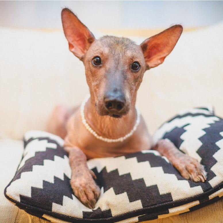 perro mexicano sin pelo