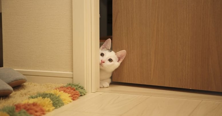 puerta