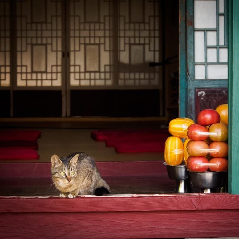 gato corea
