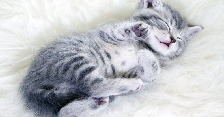 gatito durmiendo