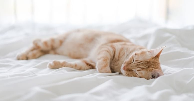 gato naranja durmiendo