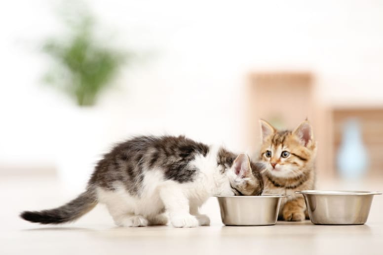 gatitos bebes pueden comer comida adulto