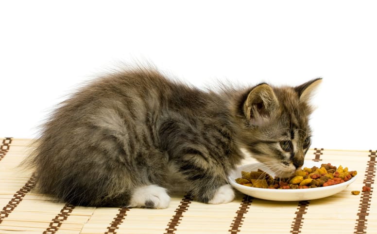 gatitos pueden comer comida de adulto