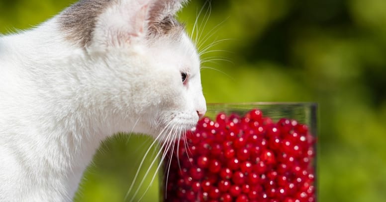 gato y frutita
